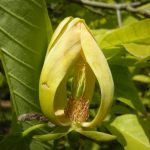 Magnolia acuminata 3