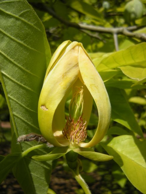 Magnolia acuminata 3