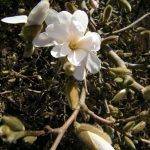 Magnolia stellata 19901377A 015