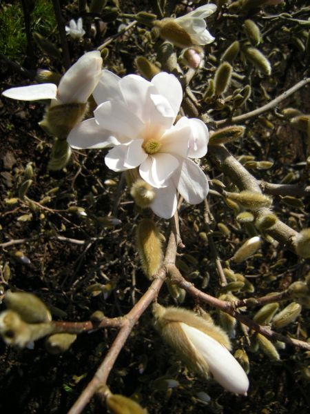 Magnolia stellata 19901377A 015