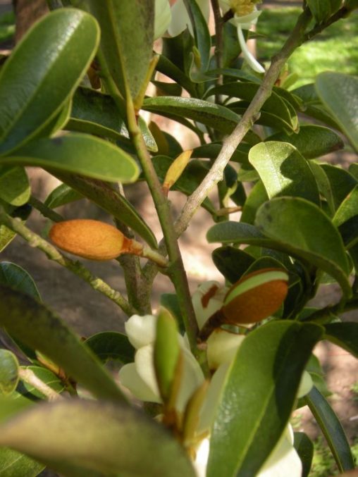 Michelia yunnanensis 19941602C 020
