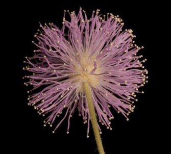 Mimosa pudica flower final