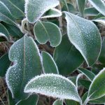 Olearia insignis 20051768A 002 POPUP