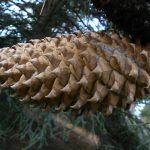 Pinus coulteri 19698168A 006 POPUP