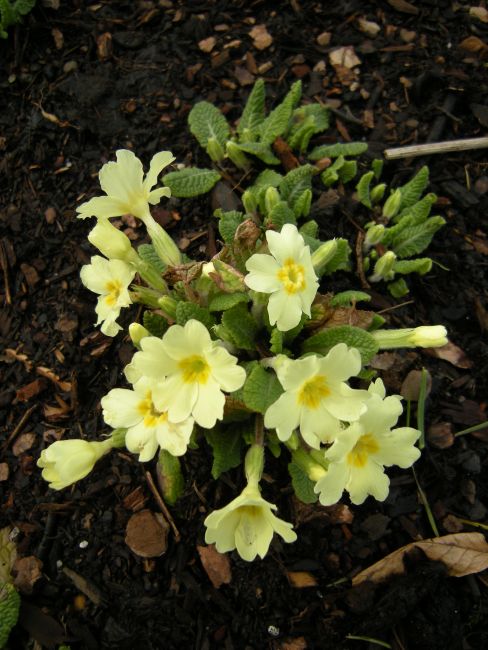 Primula vulgaris 19891179A