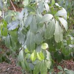 Pseudopanax arboreus 19942117A 019