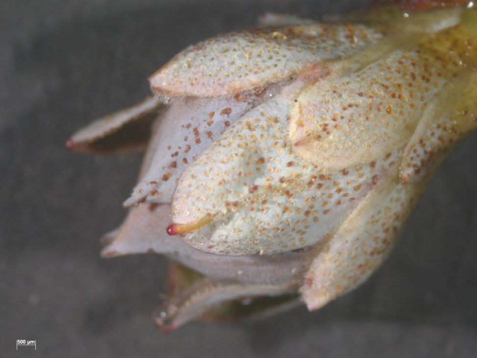 Rhododendron charitopes ssp tsangpoense x campylogynum 19712316B KW 5843B 3 POPUP