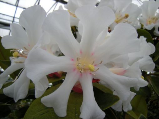 Rhododendron leucogigas Hunsteins Secret x konori 19880110 014