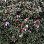 Rhododendron recurvoides 19754048B KW 7184 1 POPUP