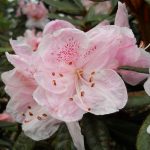 Rhododendron recurvoides 19754048B KW 7184 POPUP