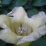 Solandra grandiflora 19697751 010 2 popup