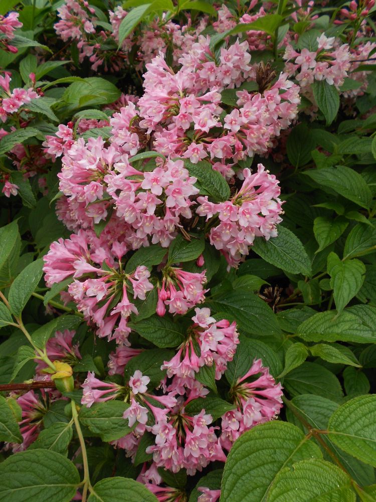 Weigela hortensis 20051888H BBJMT 15
