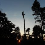 Will reducing storm damage Pinus sylvestris 18 1 2012 popup