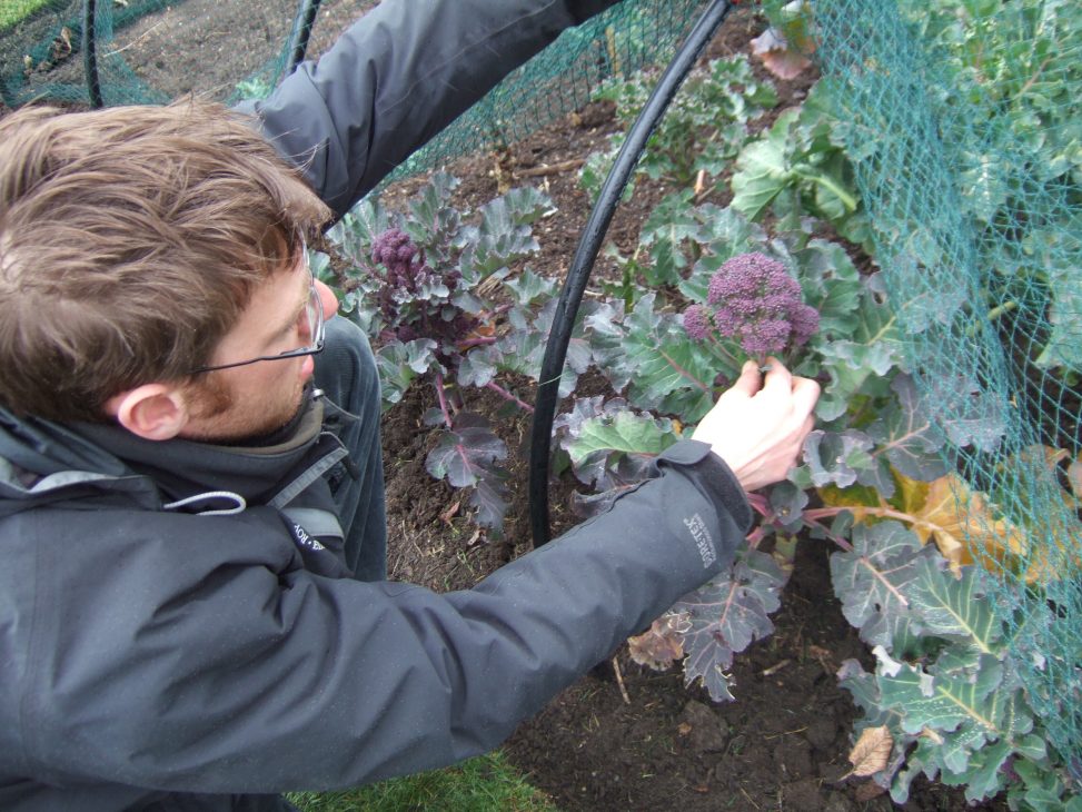 10 reliable vegetables to grow in Scotland Botanics Stories