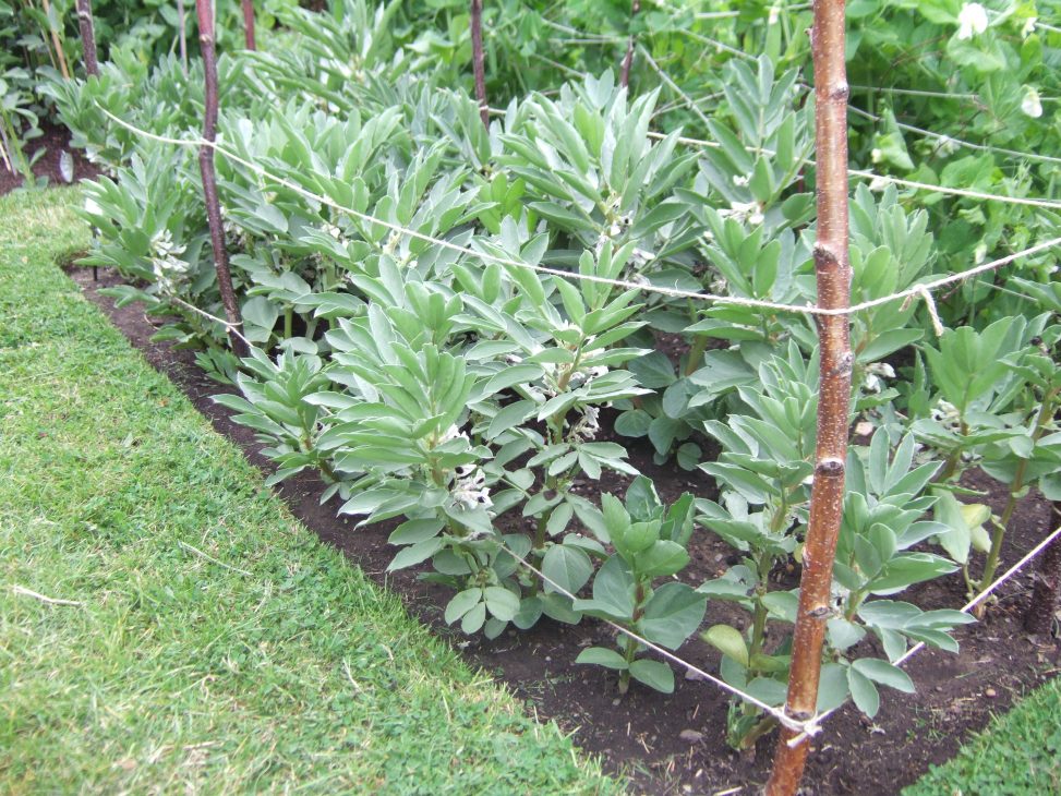 10 reliable vegetables to grow in Scotland Botanics Stories