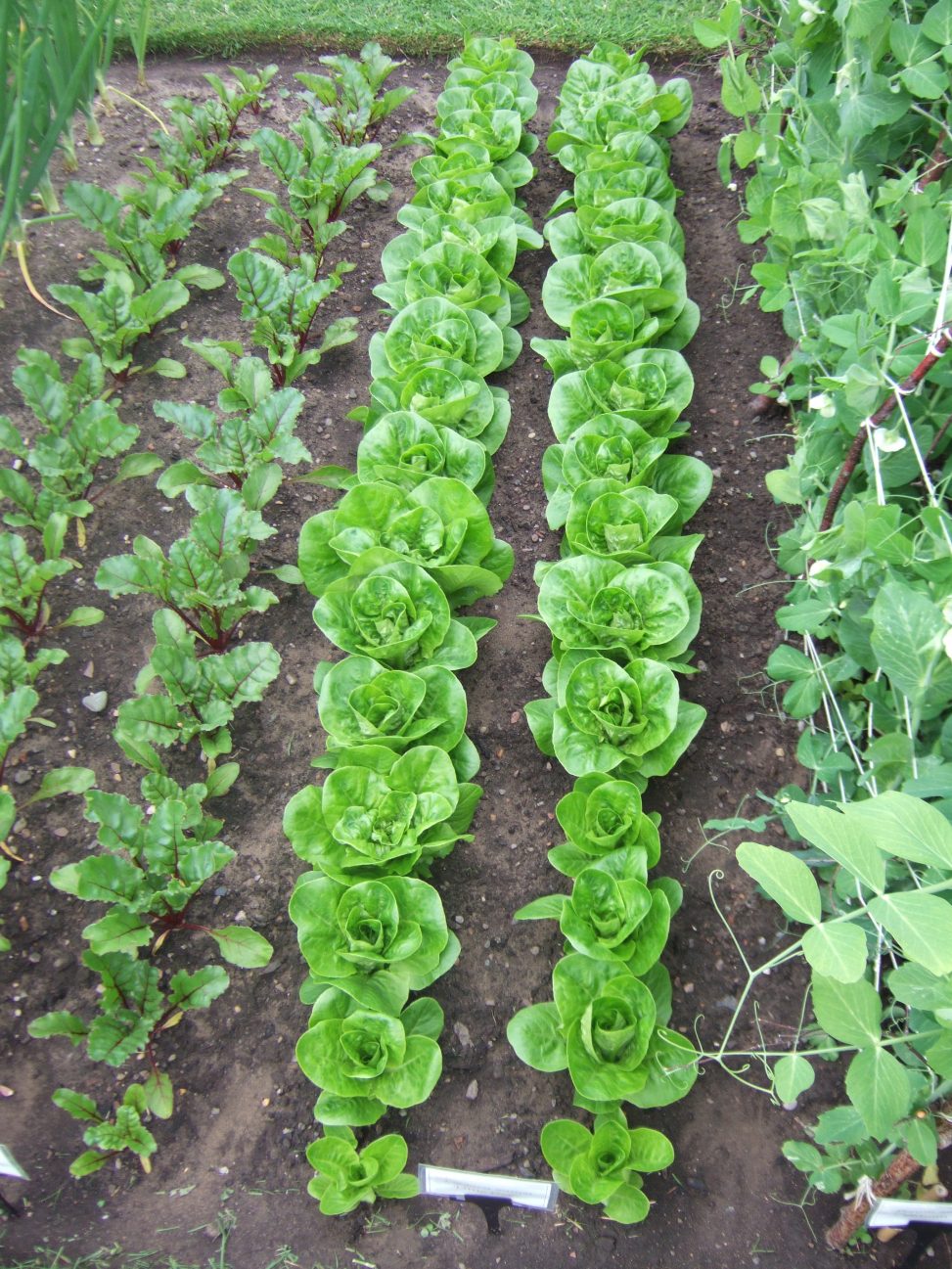 10 reliable vegetables to grow in Scotland Botanics Stories