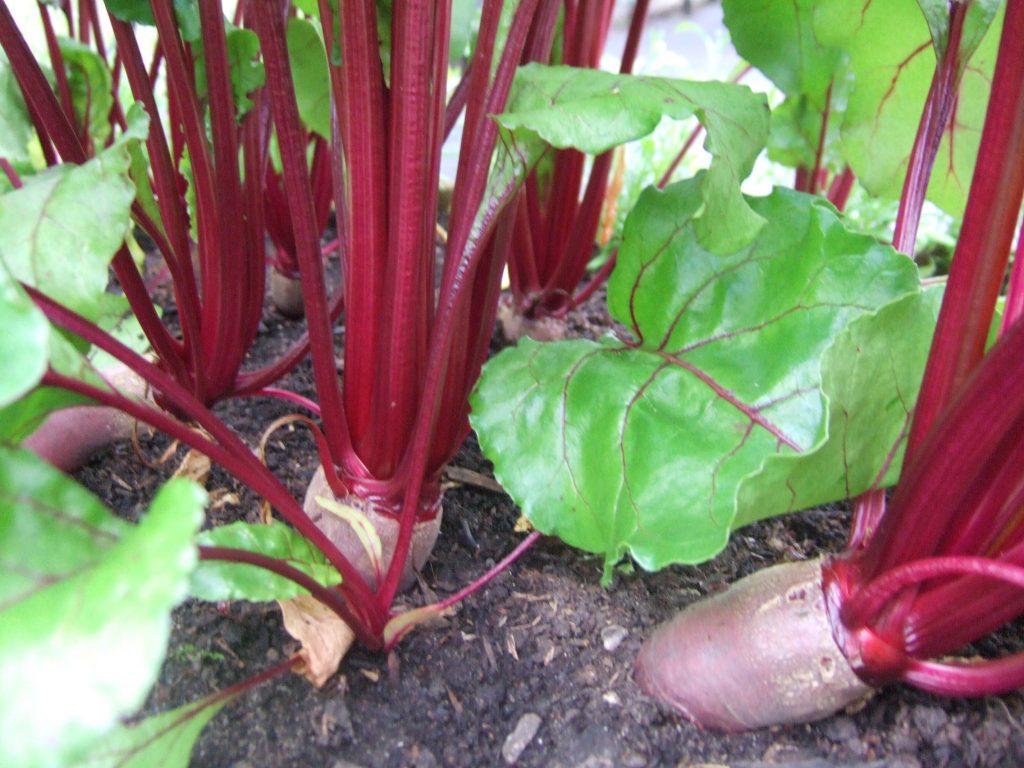 10 reliable vegetables to grow in Scotland Botanics Stories