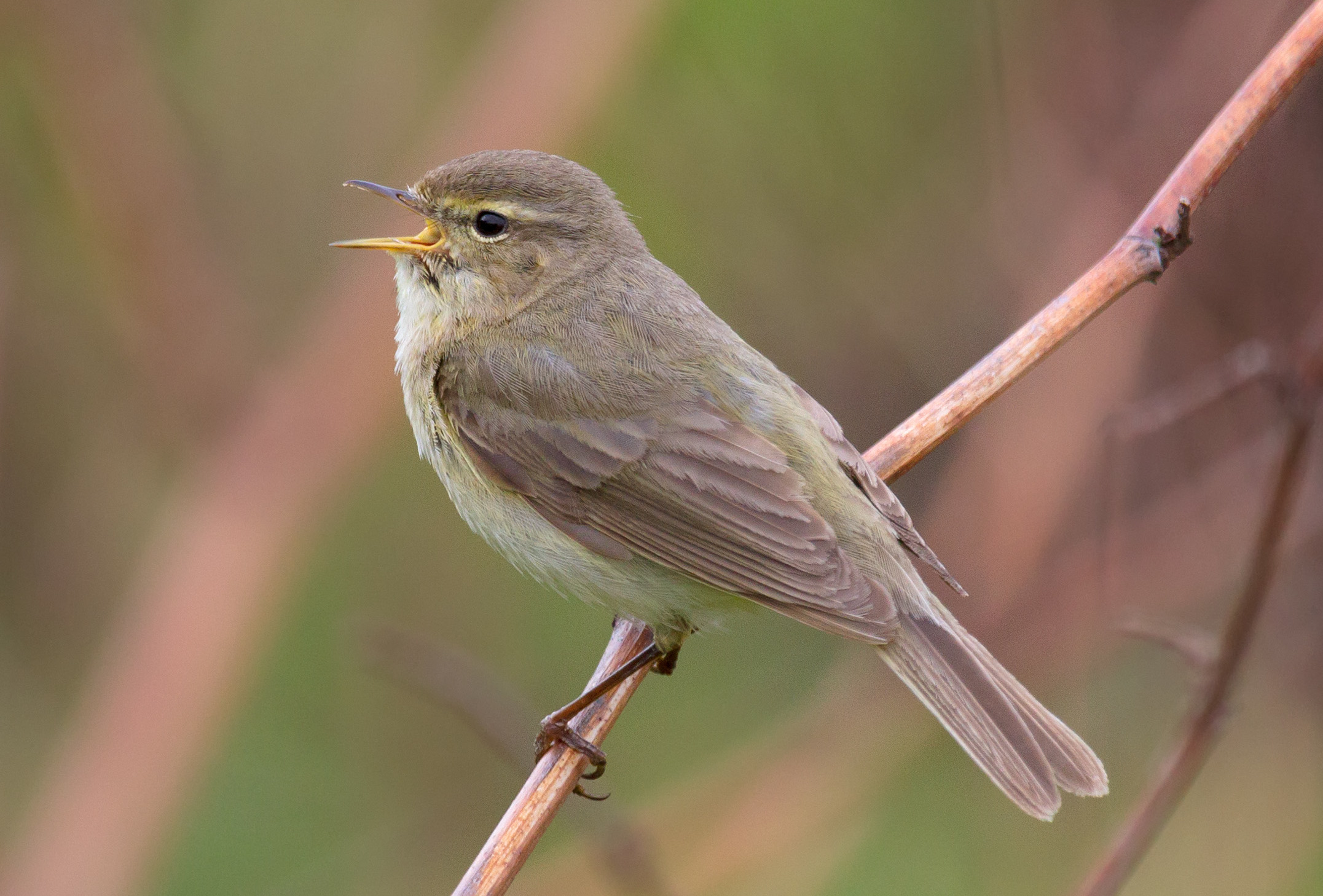 Chiffchaff’s winter visit – Botanics Stories