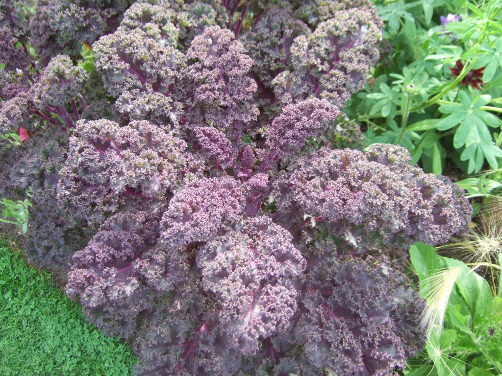 10 reliable vegetables to grow in Scotland Botanics Stories