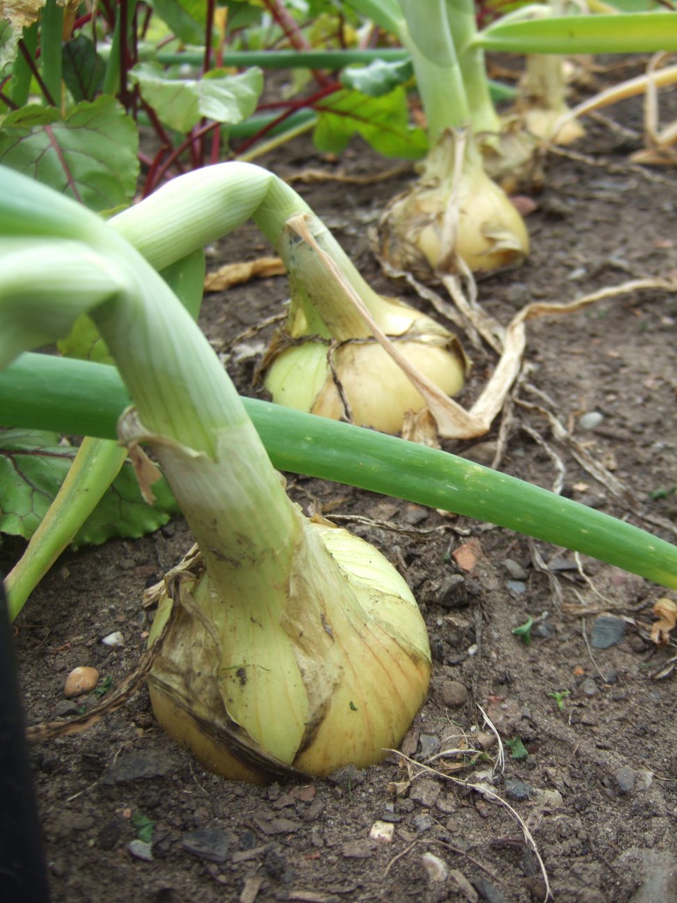 10 reliable vegetables to grow in Scotland Botanics Stories