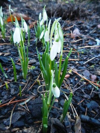 Galanthus Anglesey Abbey 19720775A compressed