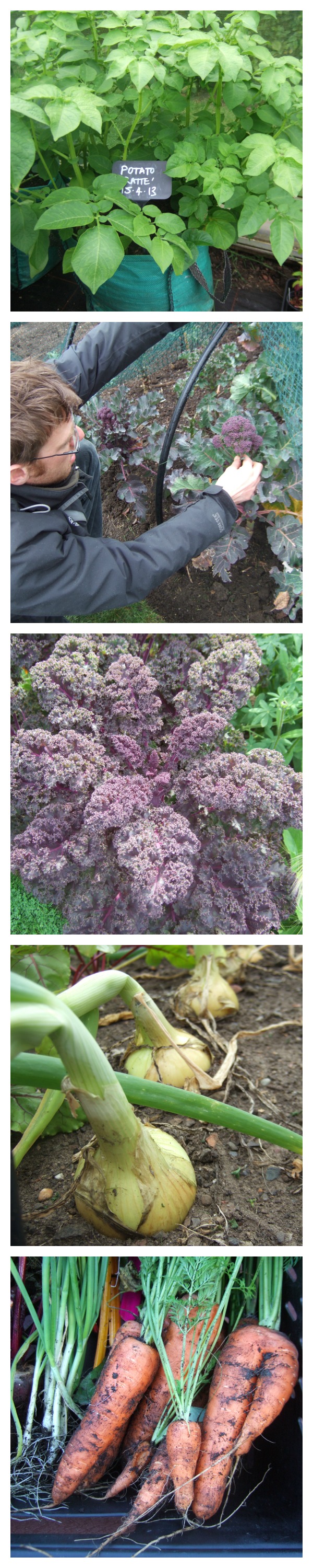 10 reliable vegetables to grow in Scotland Botanics Stories