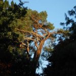 Pinus sylvestris 4 stories