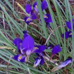 Iris unguicularis ssp. cretensis 19750060A 1 popup