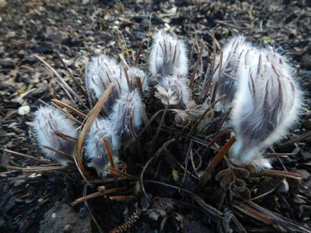 Pulsatilla halleri ssp. slavica 20070663A compressed