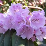 Rhododendron oreodoxa var fargesii 1969.8565 A Image00007