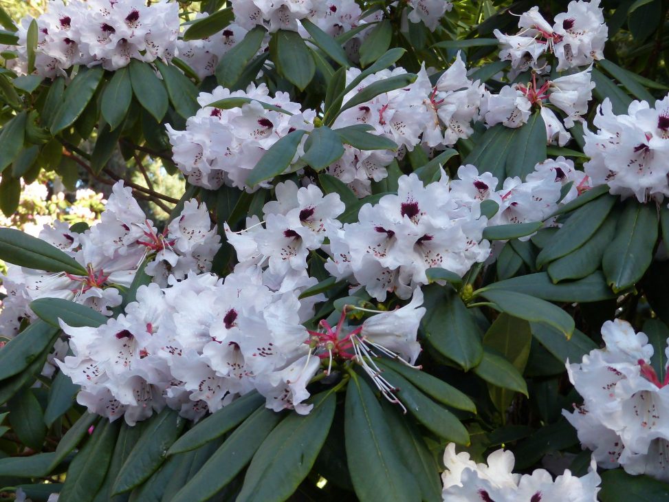 Rhododendron praevernum 19240357 E Image00003