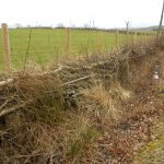 Hawthorn newly laid hedge a