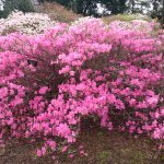 Rhododendron Azalea albrechtii