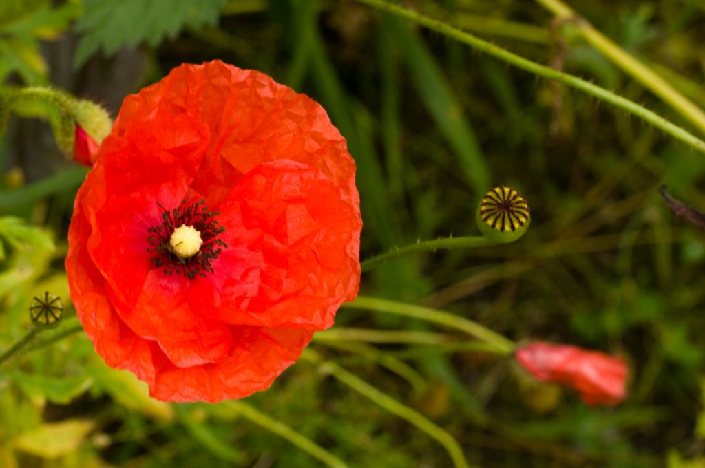 World War 1 Poppy Field – Botanics Stories