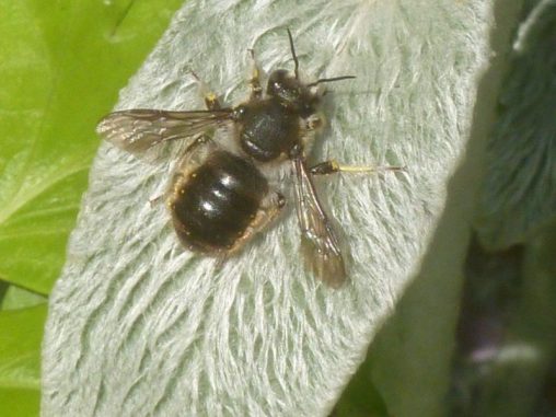Wool Carder Bee on Stachys leaf