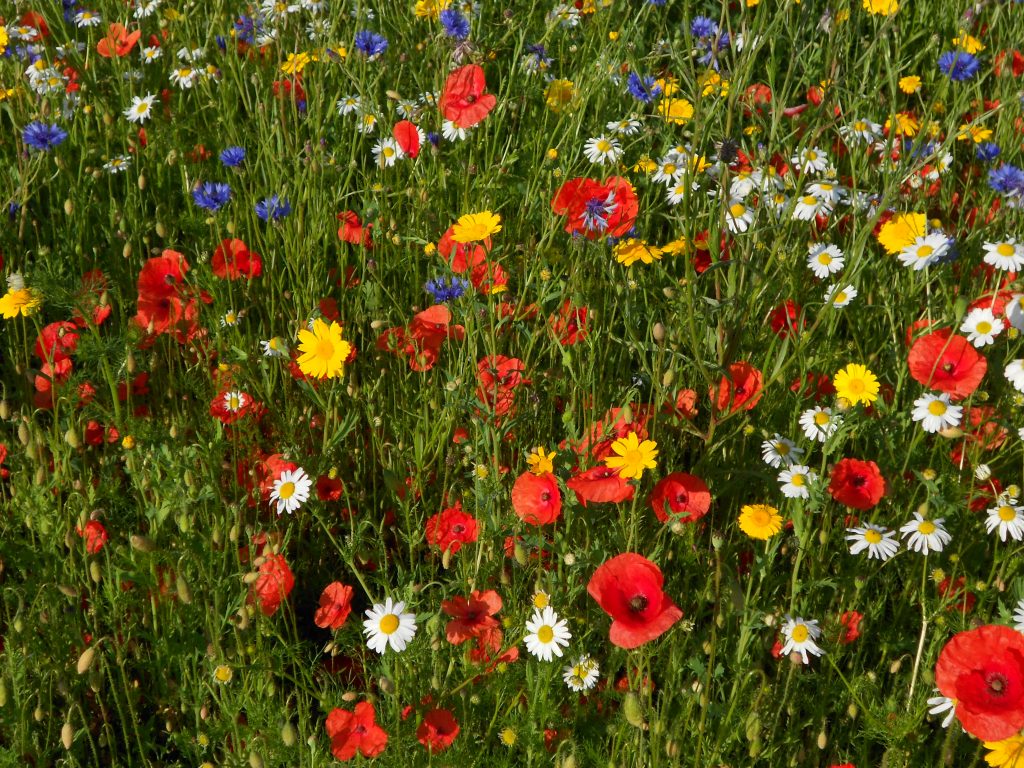 Poppies At The Rbge Botanics Stories