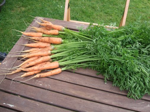 carrot thinnings