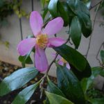Camellia sasanqua 19687240A 1a