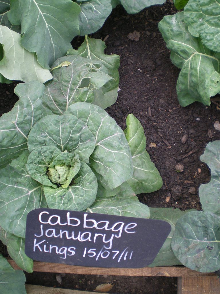 What to do in your fruit and vegetable garden in Scotland JANUARY