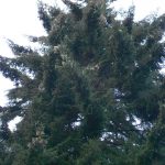 Picea orientalis 19698145A 1a
