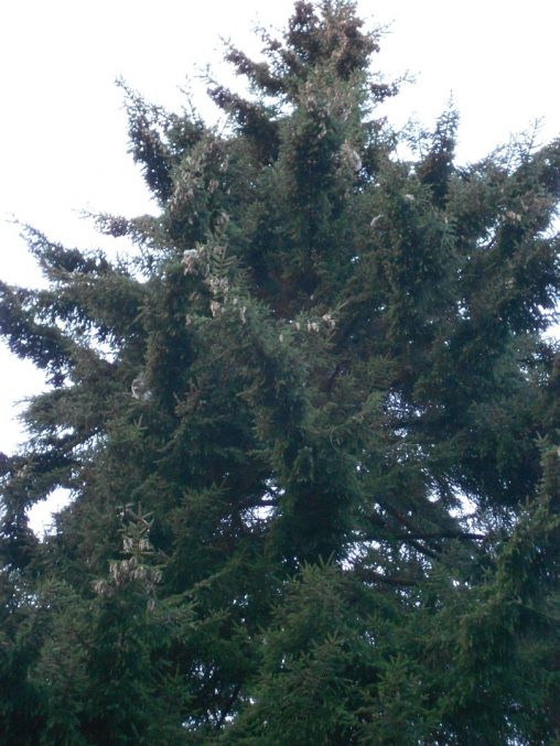 Picea orientalis 19698145A 1a