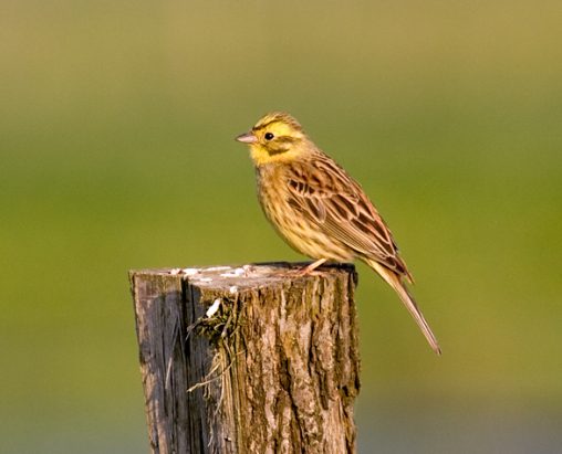 Yellowhammer Wikipedia Creative Commons 2pt5 licence