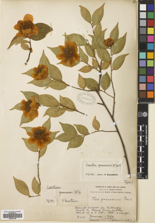 E00691296 Camellia yunnanensis