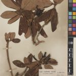 indet Rhododendron1