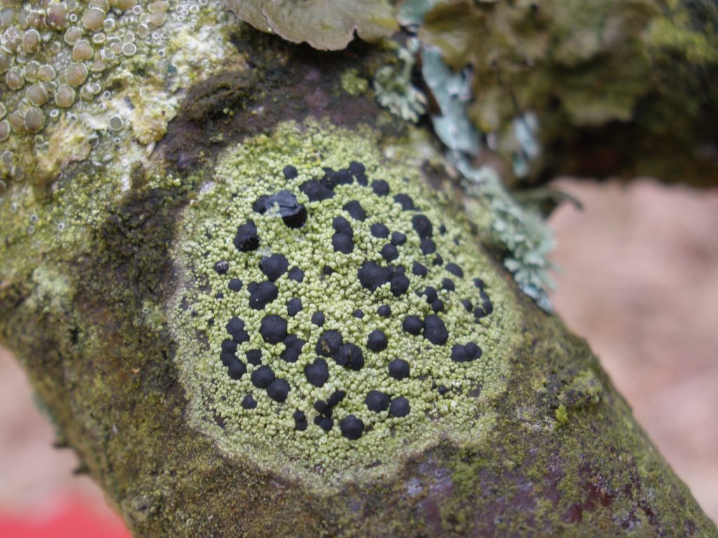 Lichens as Air Quality Indicators Botanics Stories