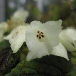 Begonia yapenensis1