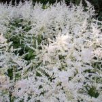 Astilbe japonica 19693492E 1a