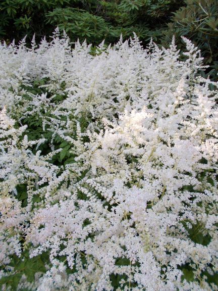 Astilbe japonica 19693492E 1a