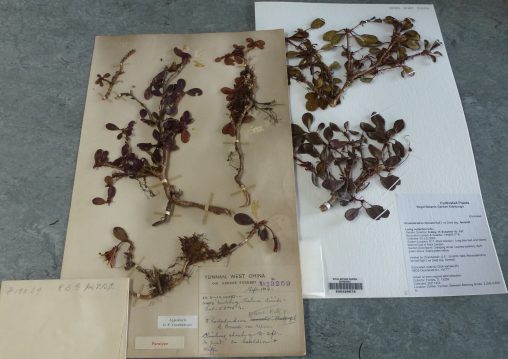 Forrest 13259 specimens1