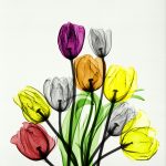 Tulips 80 x 60 arie vant riet